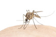 Mosquito sucking blood, macro photo with copy space