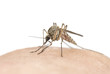 Mosquito sucking blood, macro photo with copy space
