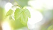 Video: Fresh Leaf Fresh Leaf