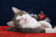 Weihnachten und Katze