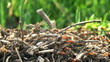 ant hill
