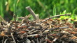 ant hill