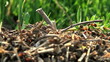 ant hill