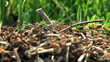 ant hill
