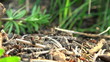 ant hill