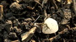ant hill