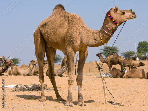 Photo: Camel at the Pushkar Fair , Rajasthan, India Camel at the Pushkar Fair , Rajasthan, India