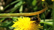Working bee collecting pollen from a dandelion