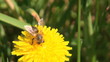 Working bee collecting pollen from a dandelion