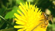 Working bee collecting pollen from a dandelion