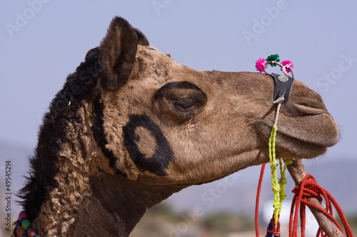 Photo: Camel at the Pushkar Fair , Rajasthan, India Camel at the Pushkar Fair , Rajasthan, India