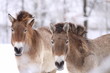 Przewalski-Pferde