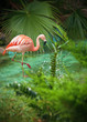 pink flamingo