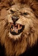 Close-up Shot Of Roaring Lion