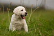 Labradorwelpe