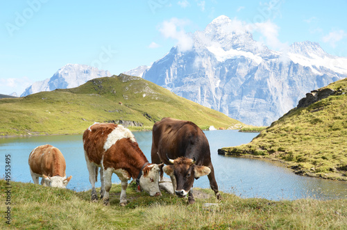 Photo: Cows in an Alpine meadow. Jungfrau region, Switzerland Cows in an Alpine meadow. Jungfrau region, Switzerland