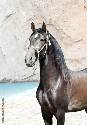 Photo: portrait of Andalusian grey stallion from Spain portrait of Andalusian grey stallion from Spain