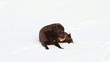 Chocolate labrador