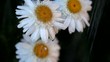 Wet Shasta Daisy