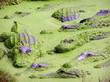 Crocodiles and aligators in the water, Everglades NP, Florida