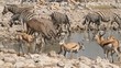 Zebra, springbok and kudu antelopes at a waterhole, Etosha N/P