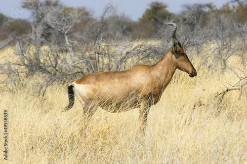 Photo: Red hartebeest (Alcelaphus buselaphus caama) Red hartebeest (Alcelaphus buselaphus caama)