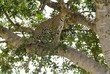 Léopard, Panthera pardus, Afrique de l'Est