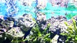 Video: Coral and fish in the Red Sea Coral and fish in the Red Sea