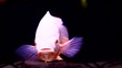 Video: fish fish