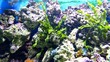 Video: Coral and fish in the Red Sea Coral and fish in the Red Sea