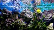 Video: Coral and fish in the Red Sea Coral and fish in the Red Sea