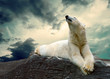 White Polar Bear Hunter on the Ice in water drops.