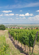 Wein-und Urlaubsort Mörbisch am Neusiedler See
