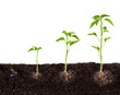 plant growing