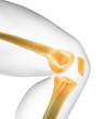 knee xray