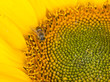 helianthus annuus and bee