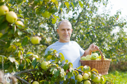 Photo: man gathers apples in the garden man gathers apples in the garden