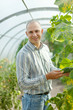  farmer looks cucumbers plant