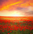 Photo: Poppy field Poppy field