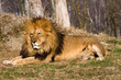 Leone