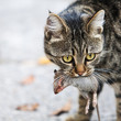 cat holds the caught mouse