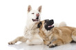 Two Dogs - Zwei Hunde