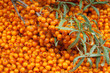 sea-buckthorn