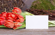 tulpen