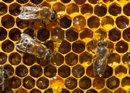 Photo: Drop of honey and bees Drop of honey and bees