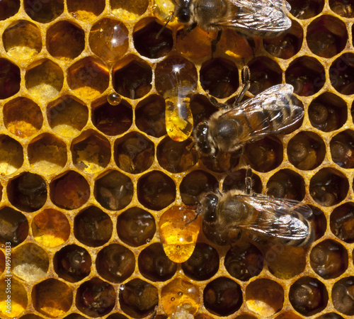 Photo: Drop of honey and bees Drop of honey and bees