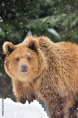 Photo: Bear Bear