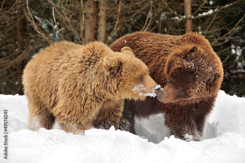 Photo: Bear Bear
