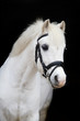 Welsh Mountain Pony