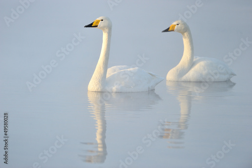 Photo: Two Whooper Swans swimming in water. Two Whooper Swans swimming in water.